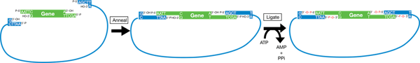 Ligating the insert into the vector