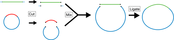 Restriction enzymes cut your insert and vector backbone. Then ligate to create your construct