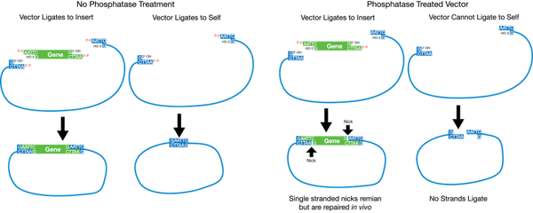 Phosphatase treatment prevents re-circularization of the backbone plasmid