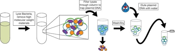 Plasmid Purification