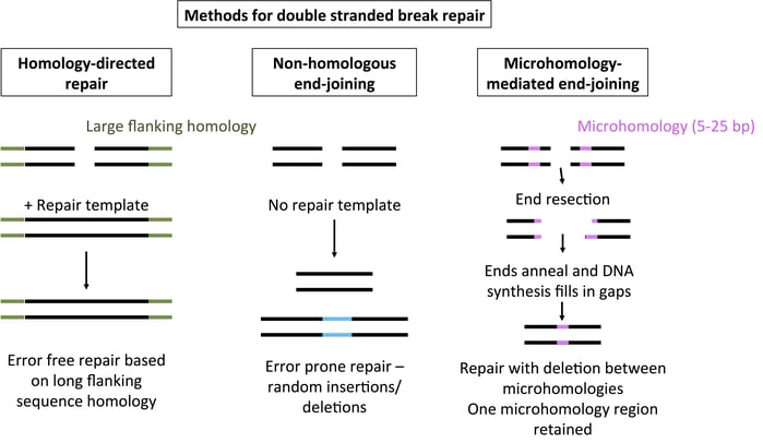 homology directed repair, non-homologous end-joining, and microhomology-mediated end-joining