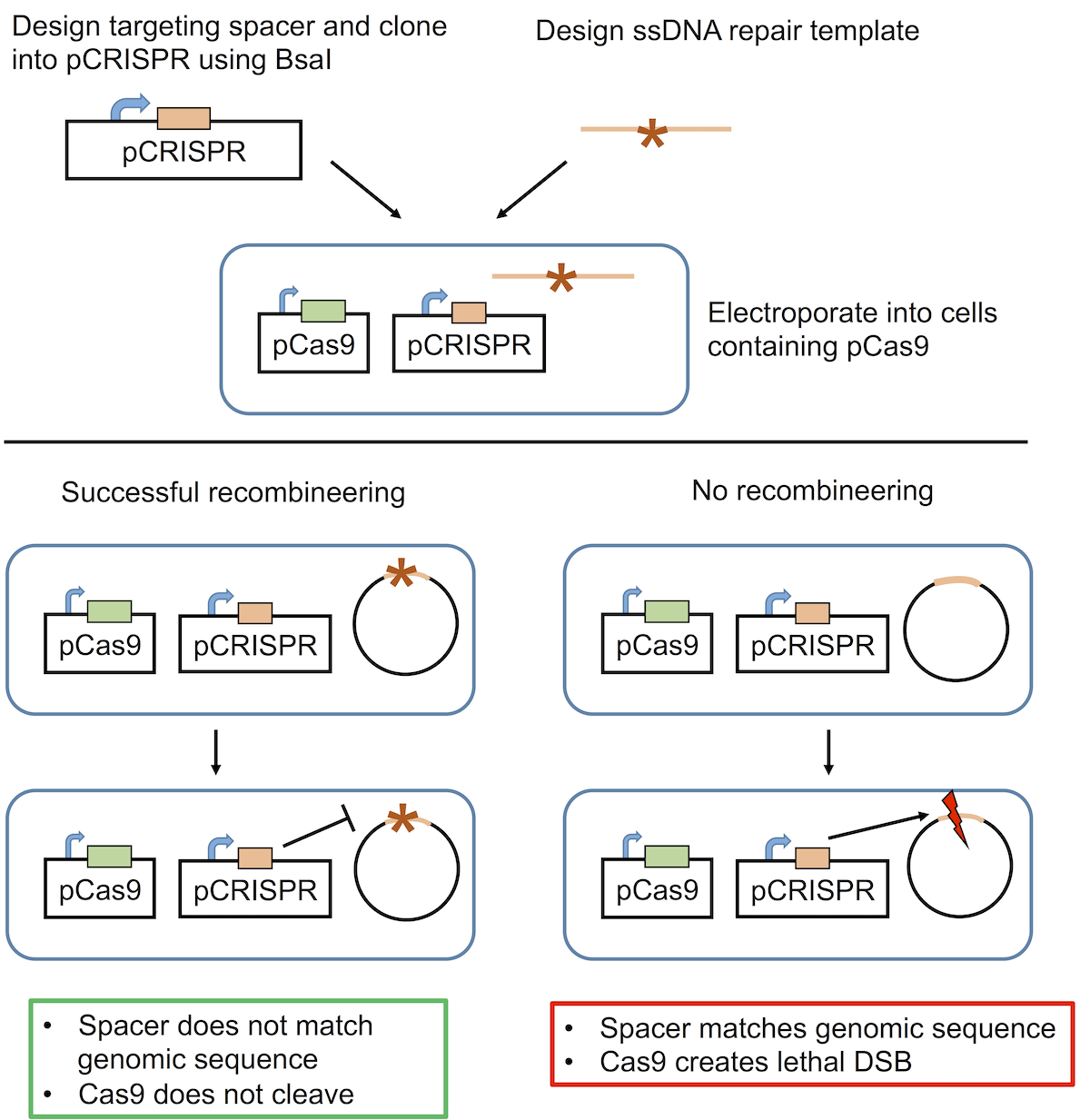 CRISPR Methods For Bacteria: Genome Engineering, CRISPRa, CRISPRi, Base ...