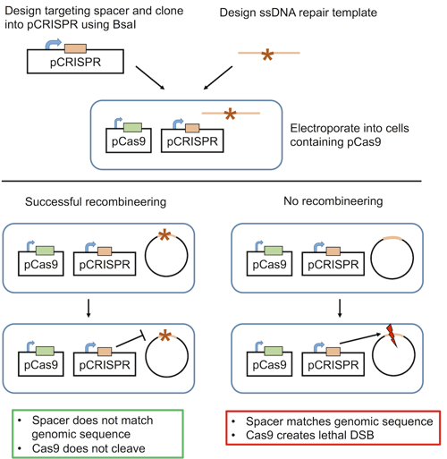 How to use CRISPR for bacterial genome engineering