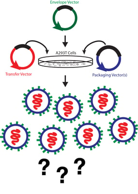 Schematic showing three plasmids representing the envelope, transfer, and packaging vectors, a dish of cells and lentiviral particles of unknown titer. Arrows are used to show the three plasmids going into the cells and lentivirus coming out of the cells. Question marks underneath the lentiviral particles are used to depict the unknown viral titer.