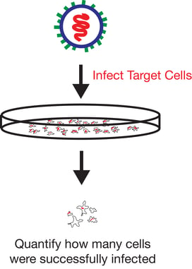 Schematic showing a lentivirus added to a dish of cells ("Infect target cells"). Then cells are taken out of the plate and some cells have a red object inside representing viral infection ("Quantify how many cells were successfully infected").