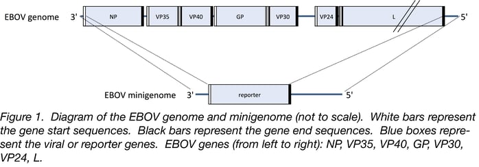 diagram of the Zaire evola virus genome and minigenome