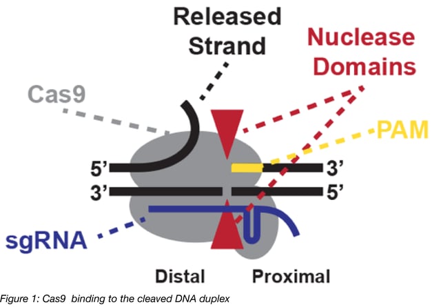 Cas9 binding to the cleaved DNA duplex