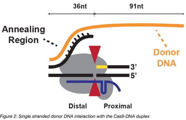 single stranded donor DNA interaction with the Cas9-DNA duplex