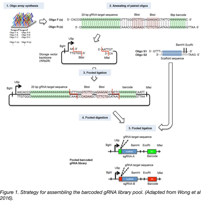 Addgene: CRISPR Guide