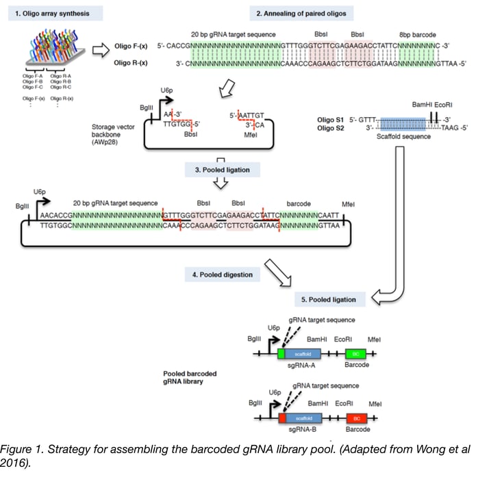 strategy for assembling the barcoded gRNA library pool