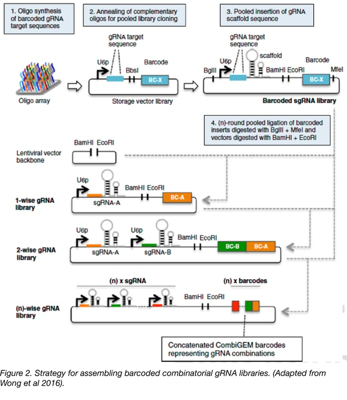 strategy for assembling barcoded combinatorial gRNA libraries