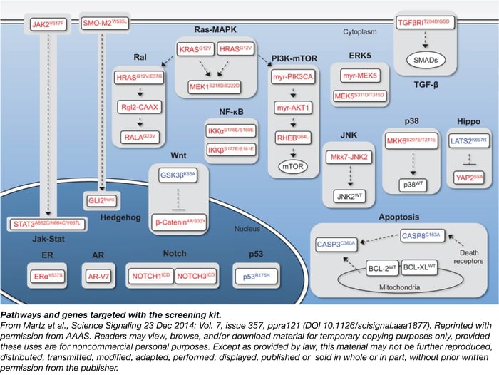 Pathways and genes targeted with the Sabatini Wood Cancer Pathway ORFs kit