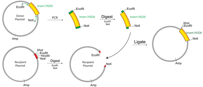 Schematic of plasmid cloning using PCR. Steps shown include first amplifying the fragment of interest by PCR and digesting it. Then ligate it into a cut vector backbone.