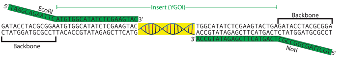 Cloning by PCR using primers with extensions