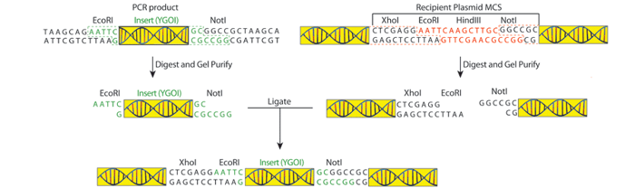 A close up look at restriction digest cloning. The two DNA fragments are digested and then ligated together