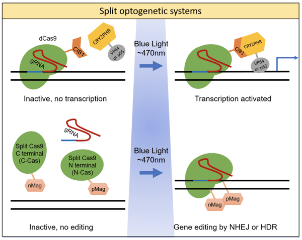 Split optogenetic systems activate CRISPR activity with blue light