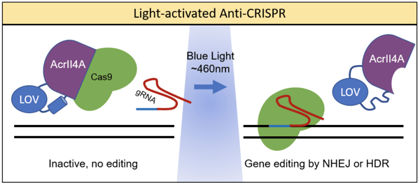 Light activated Anti-CRISPR proteins become active with blue light