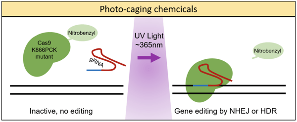 photo-caging chemicals are released from Cas9 with UV light. Then Cas9 becomes active