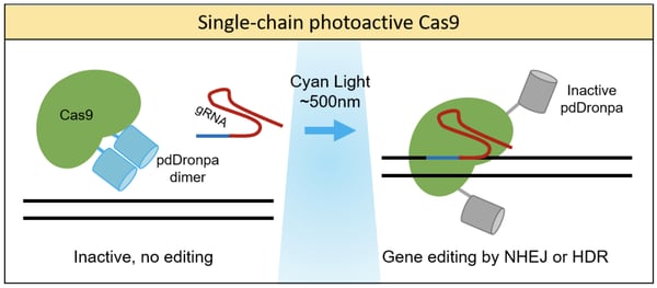 Single-chain photoactive Cas9 become active with cyan light