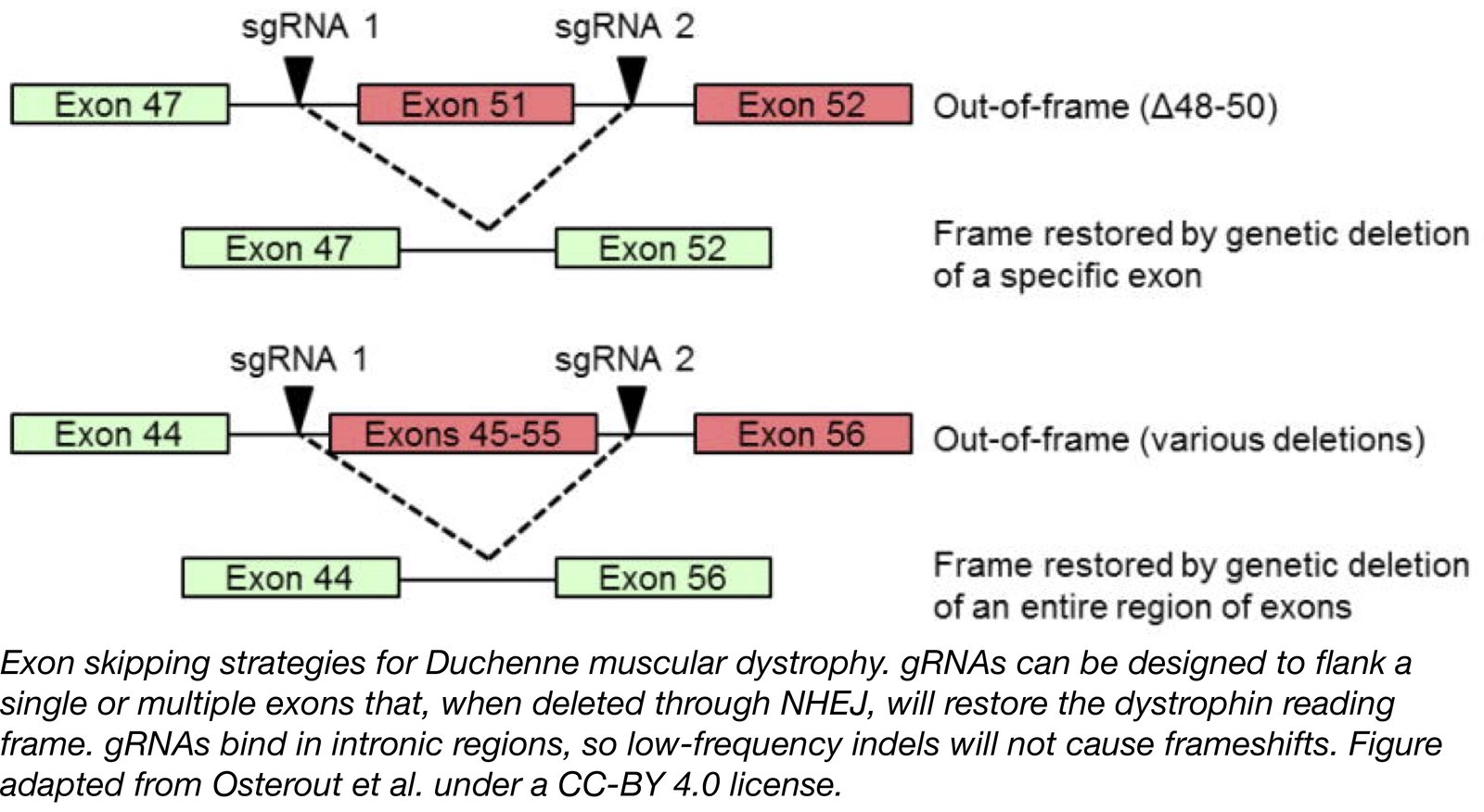 Treating Muscular Dystrophy with CRISPR Gene Editing