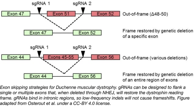 duchenne muscular dystrophy gene