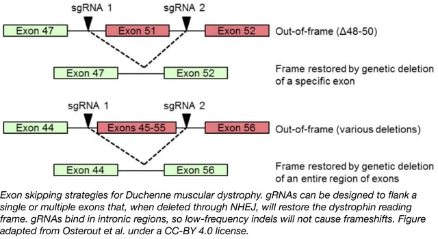 exon skipping strategies for Duchenne muscular dystrophy