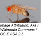 Drosophila photo