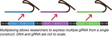 Multiplex gRNA Multiplex gRNA means several gRNAs are expressed for a single construct