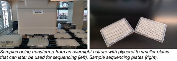 Samples transfered from an overnight culture with glycerol to smaller plates with sequencing plates