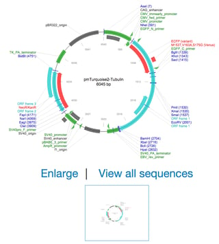 Addgene Plasmid Map