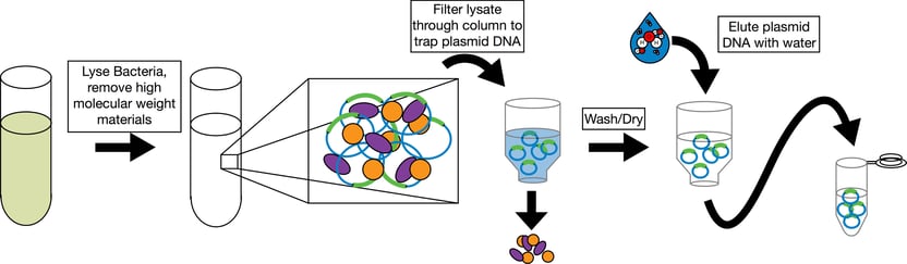 Plasmids 101: Restriction Cloning