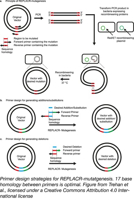 Primer design strategies for REPLACR-mutagenesis