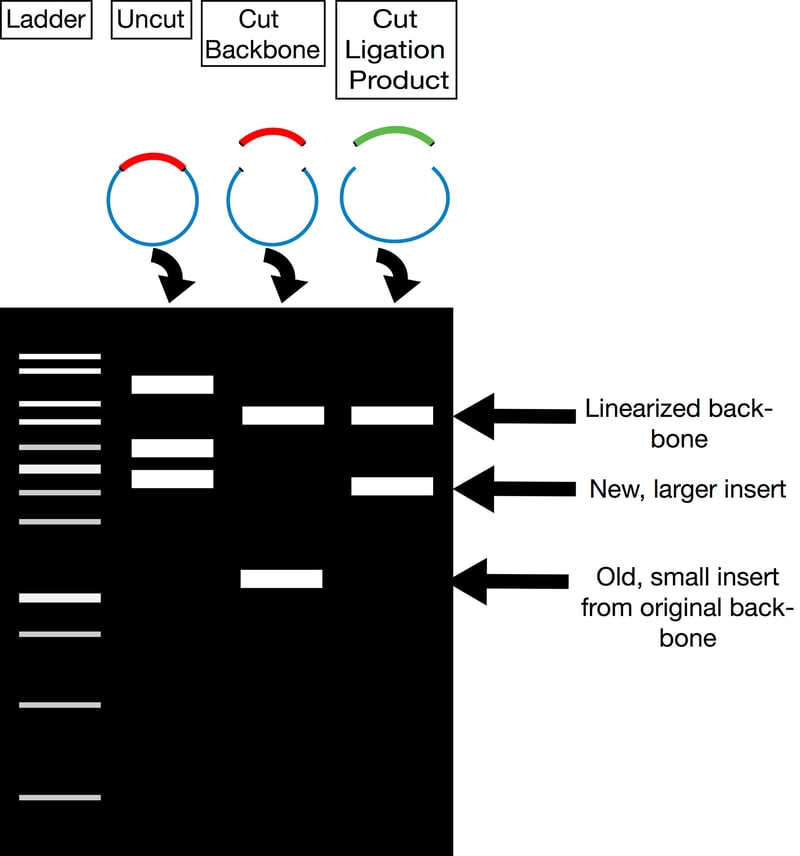 Plasmids 101 Restriction Cloning