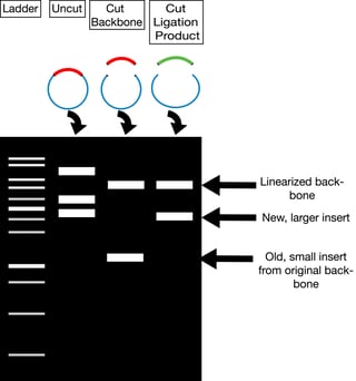 Plasmid cloning verification by restriction digest