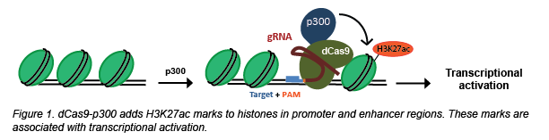 CRISPR acetylation