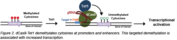 CRISPR demethylation