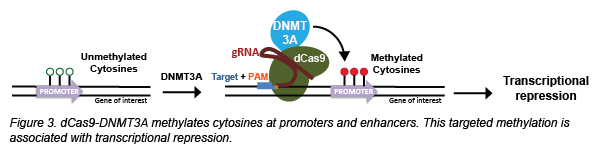 CRISPR methylation