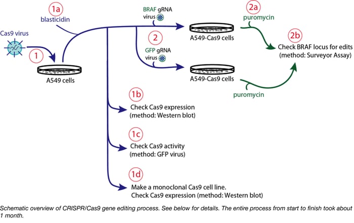 schematic overview of CRISPR/Cas9 gene editing process