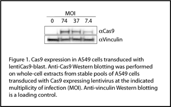 Cas9 A549 Pool Expression