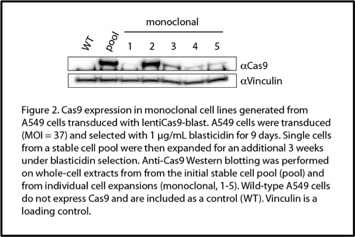 Cas9 Monoclonal Line Expression