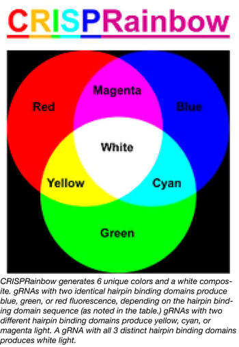 CRISPRainbow Colors