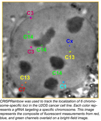 CRISPRainbow Multicolor Labeling