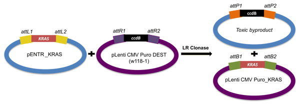 generating an expression clone