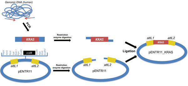 Restriction cloning