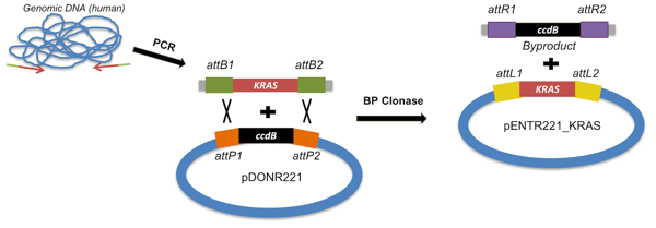 attB PCR