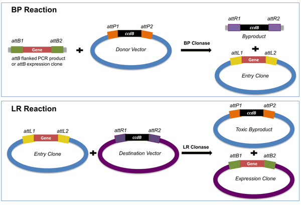 Gateway BP and LR reactions