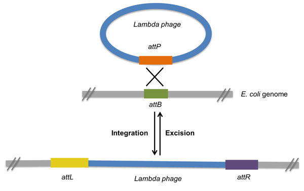 lambda phage integration and excision