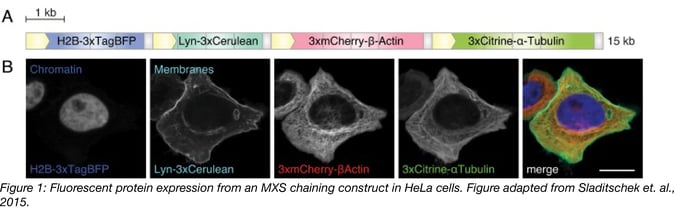 Figure 1 Fluorescent protein expression from MXS construct in HeLa Cells