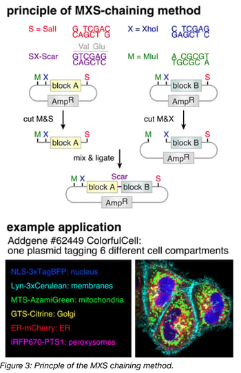 principle of MXS chaining method