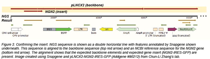 Confirming the insert using NGS